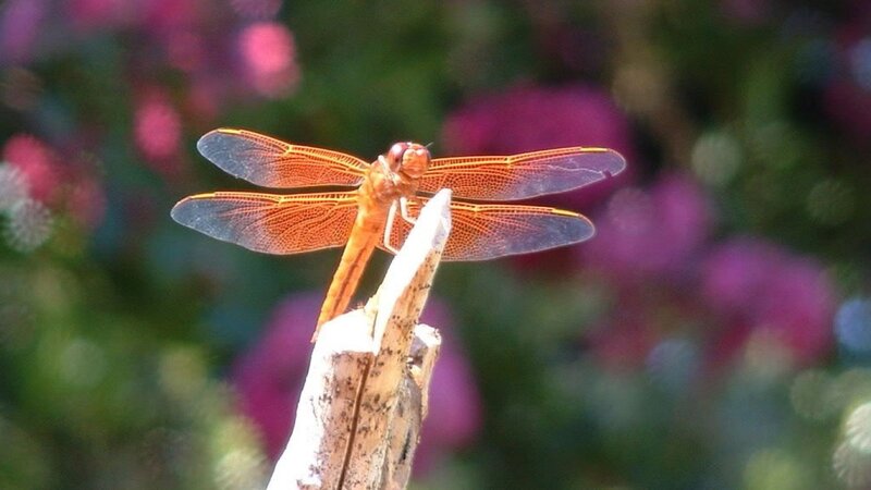 Orange Dragonfly on Stick — Calm
