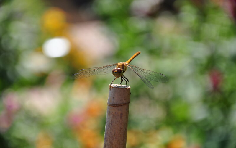 Orange Dragonfly on Stick