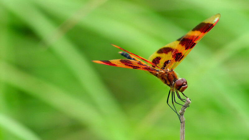 Orange Dragonfly on Twig — Green