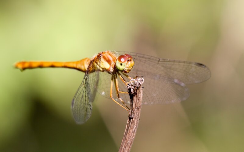 Orange Dragonfly on Twig