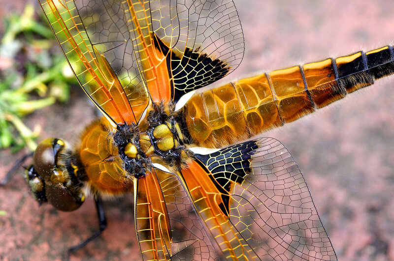 Orange Dragonfly