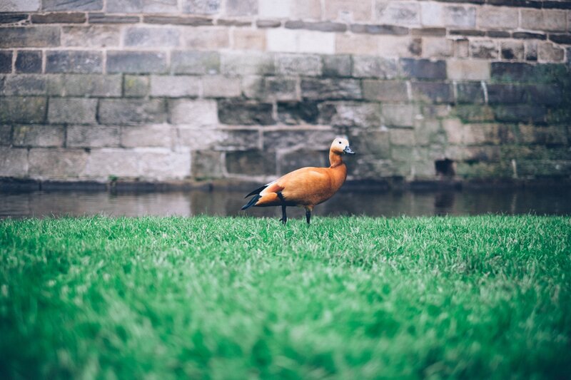 Orange Duck on Grass