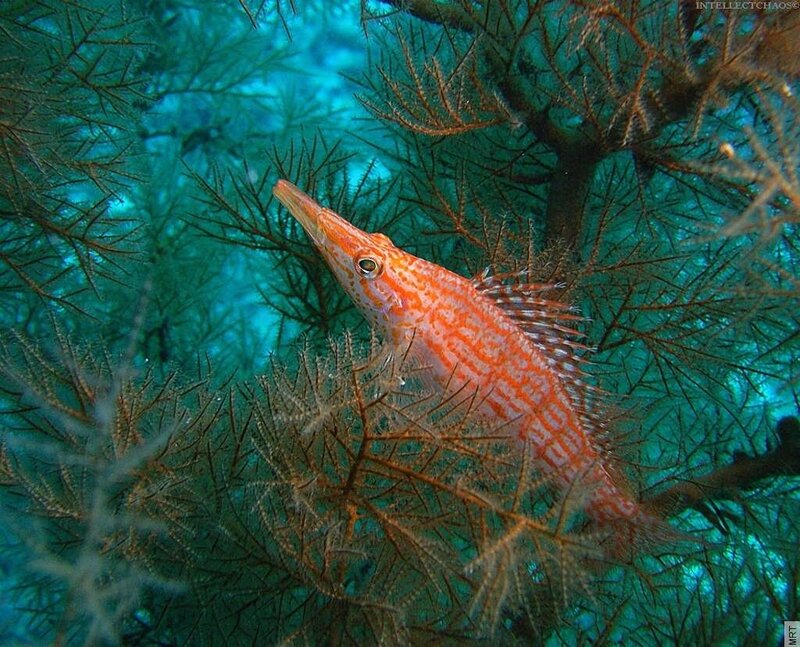 Orange fish among sea fans