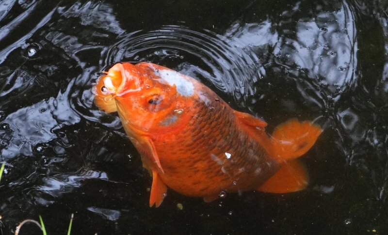 orange fish at pond surface