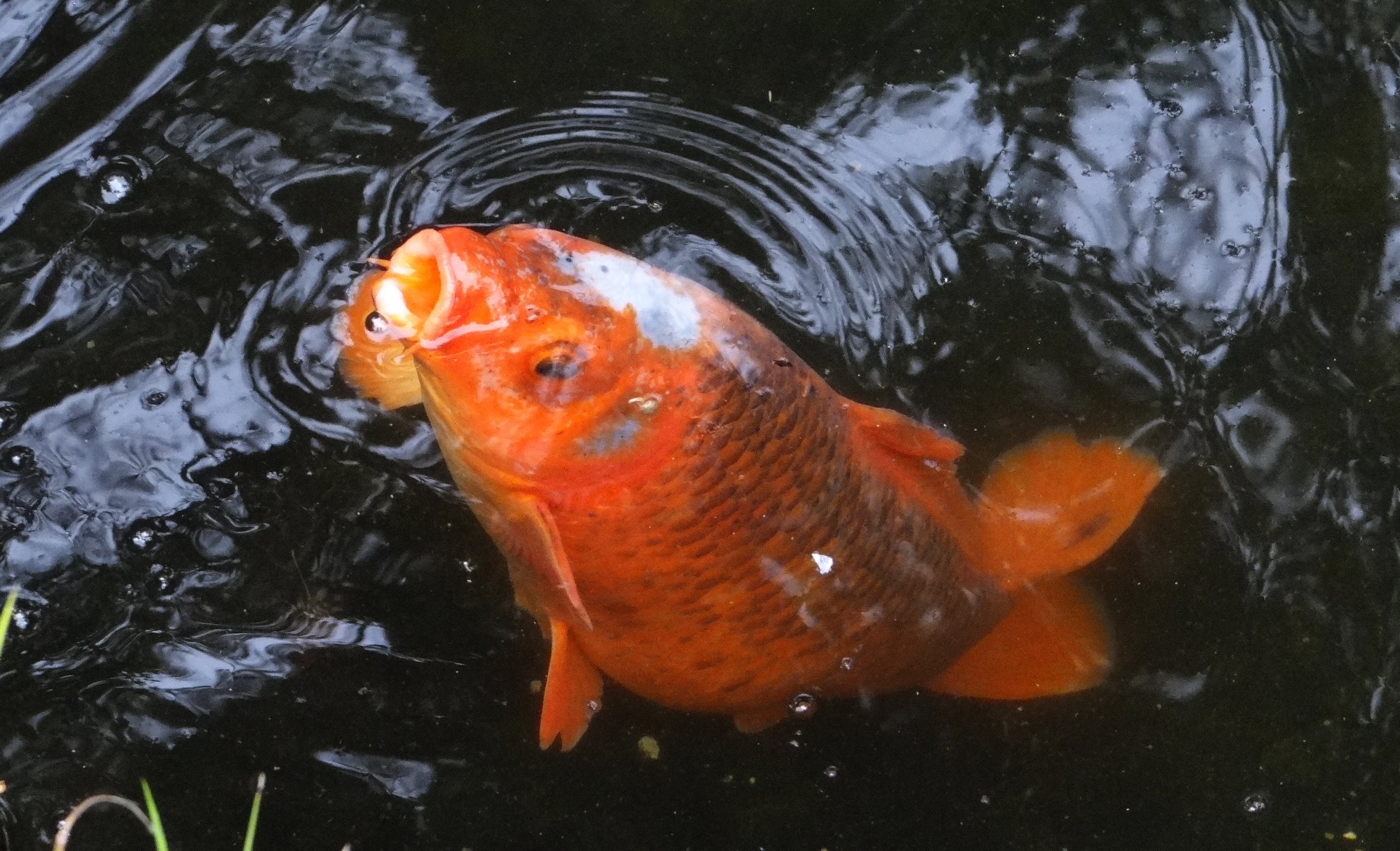orange fish at pond surface
