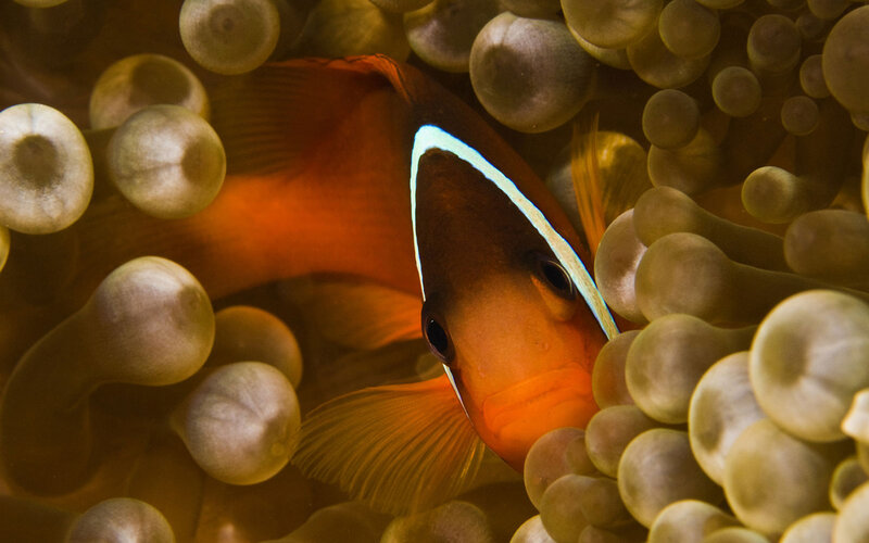 Orange Fish in Anemone — Calm