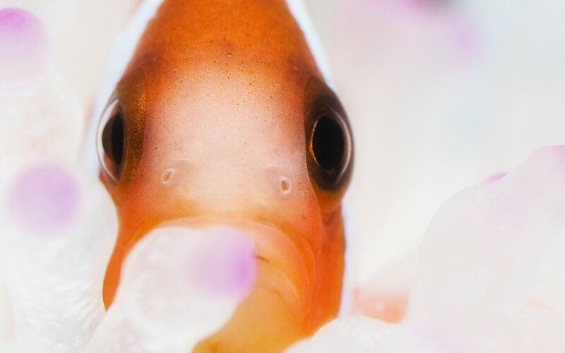 Orange Fish in Anemone — Curious