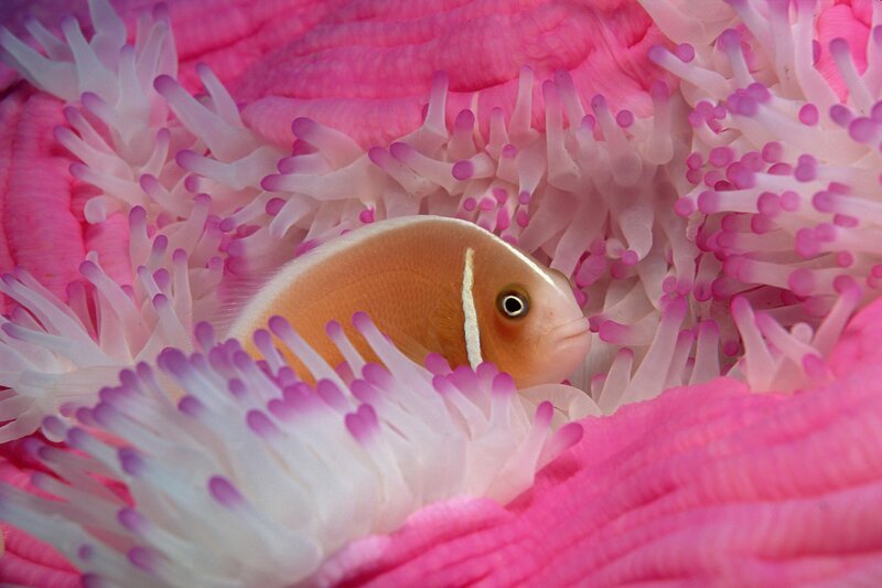 Orange Fish in Anemone — Photograph
