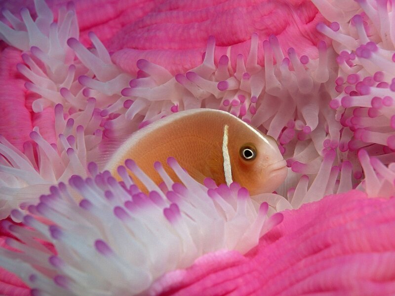 Orange Fish in Anemone — Pink
