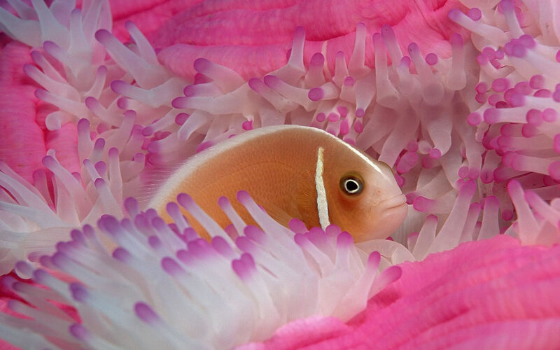 Orange Fish in Anemone — White