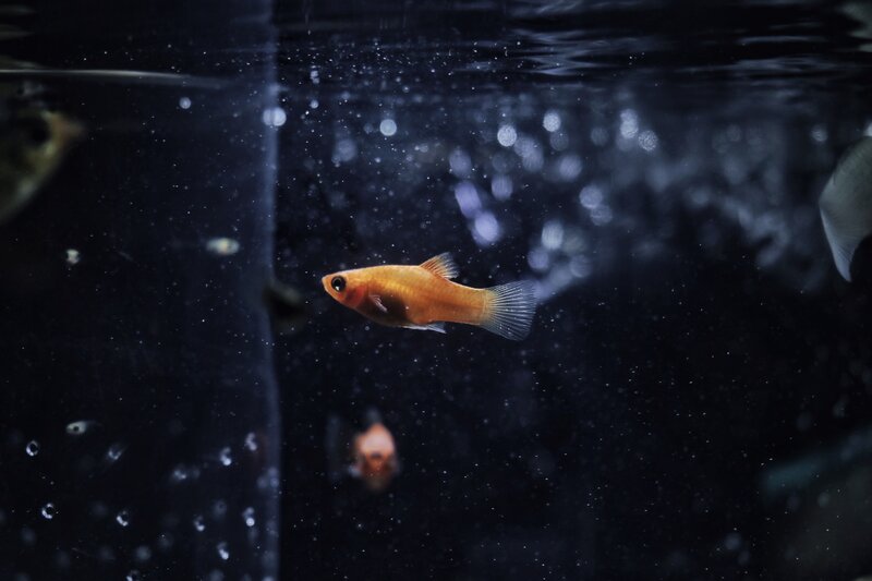 Orange Fish in Aquarium — Black