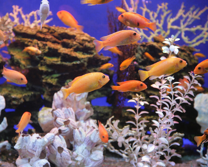 Orange Fish in Aquarium — Blue