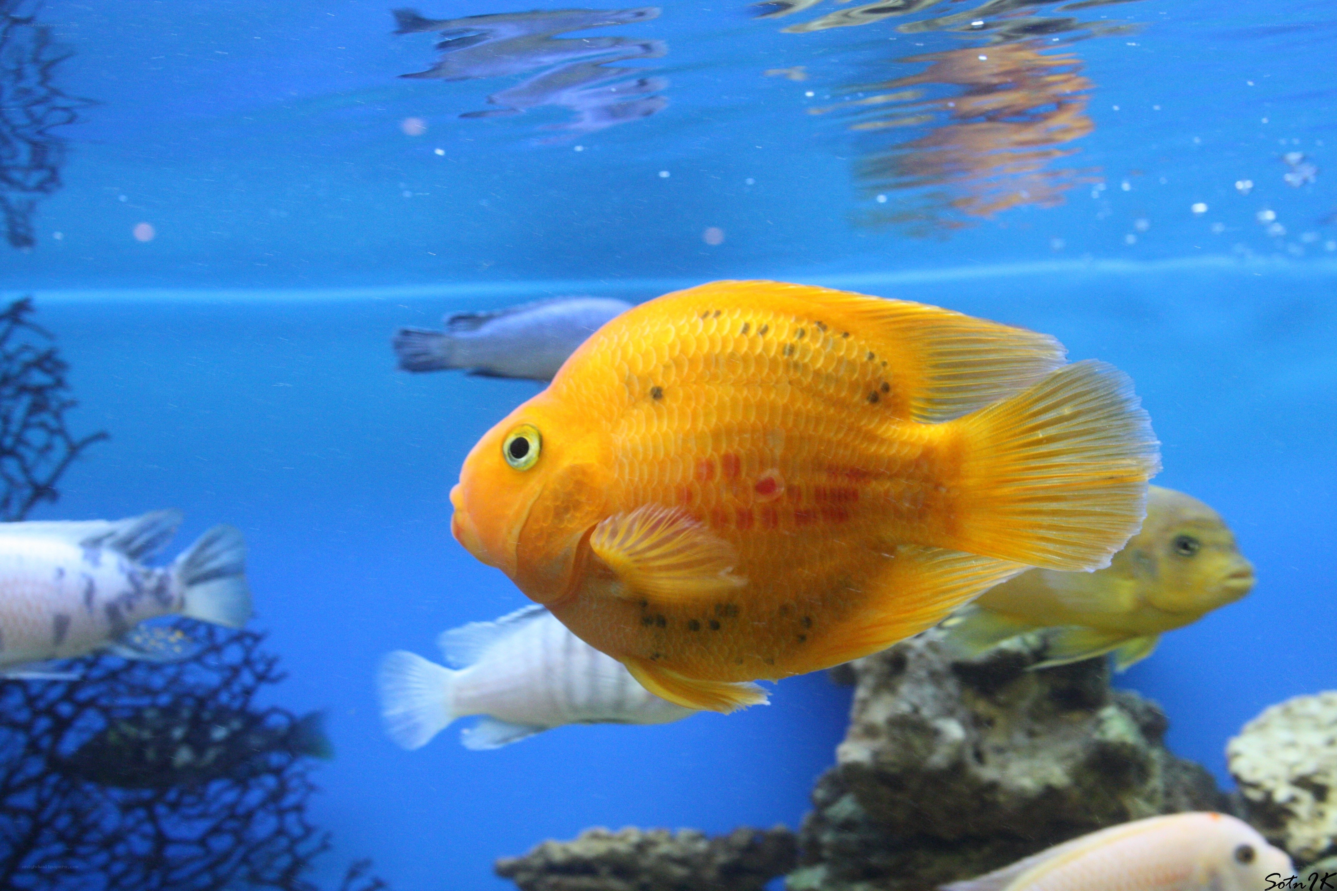 orange fish in aquarium