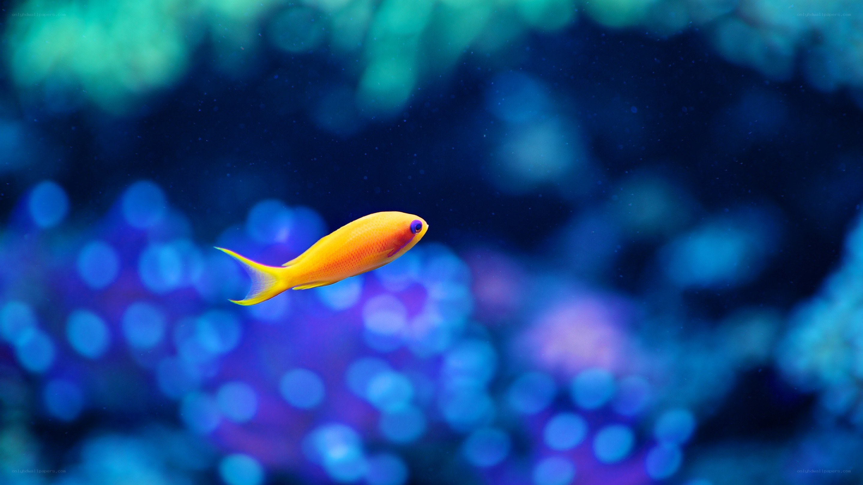 orange fish in blue water