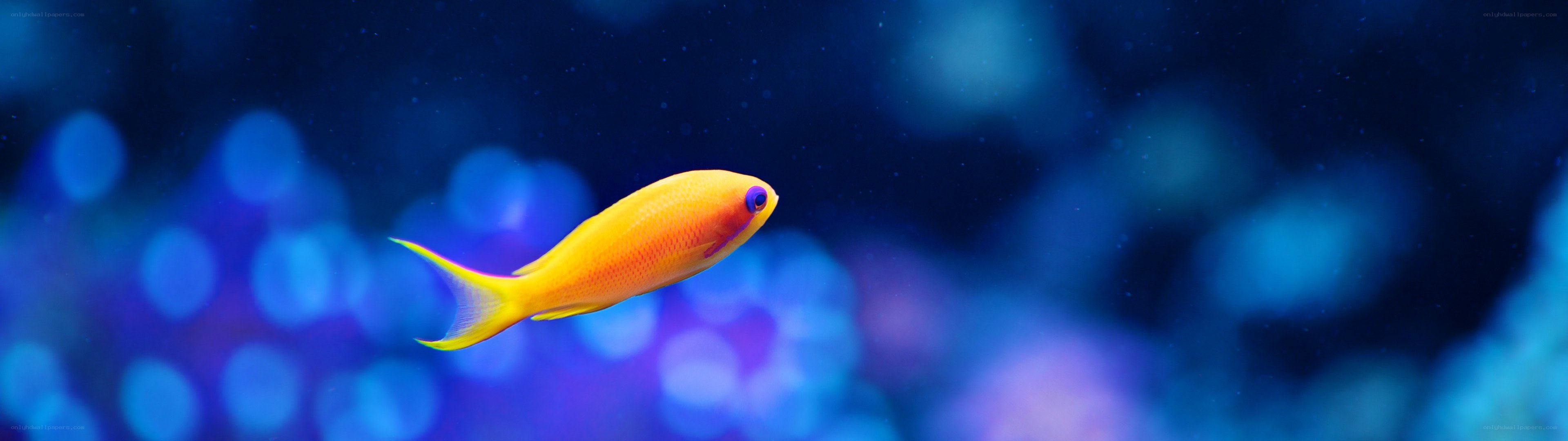 orange fish in blue water