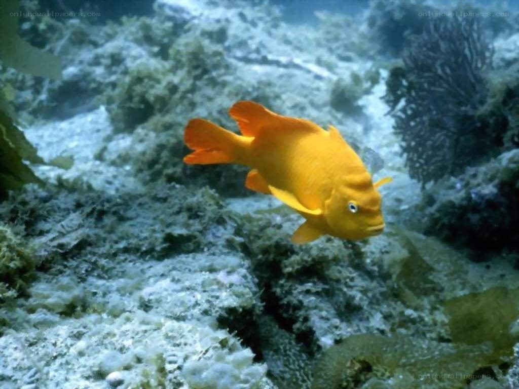 orange fish in coral reef