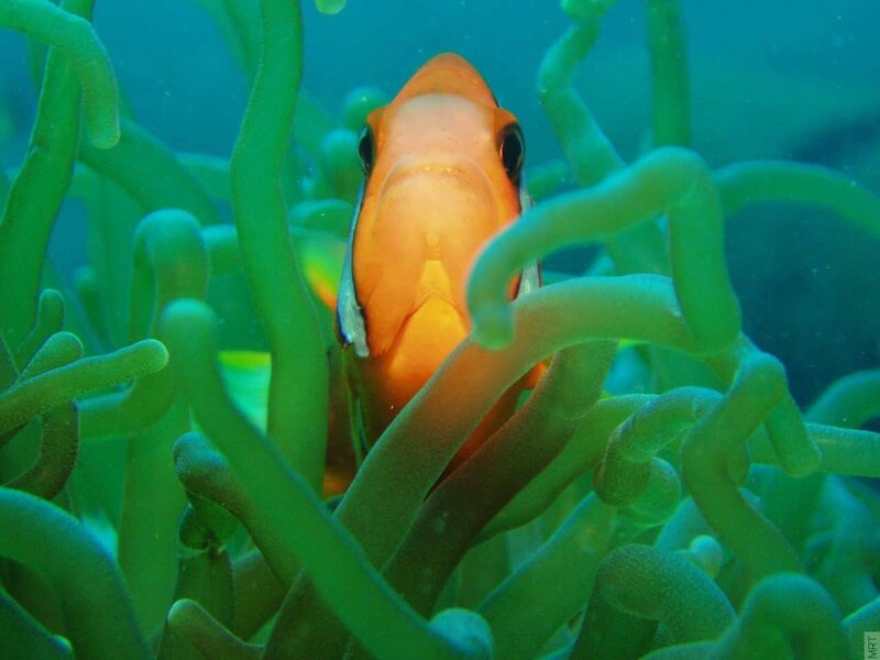 orange fish in green sea anemone