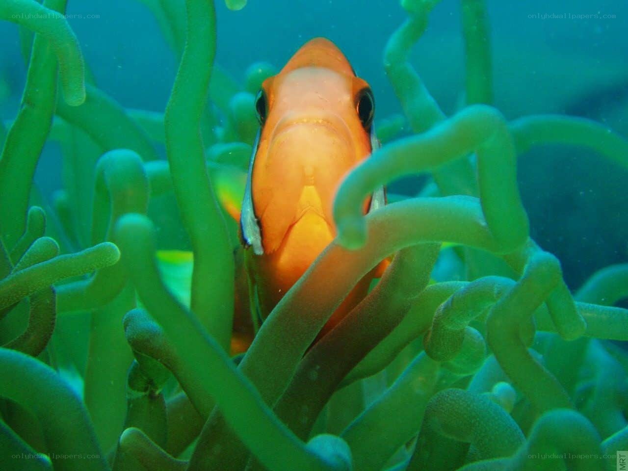 orange fish in green sea anemone