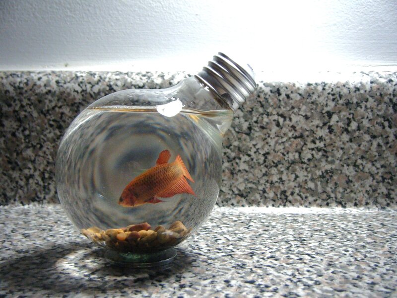 Orange Fish in Light Bulb