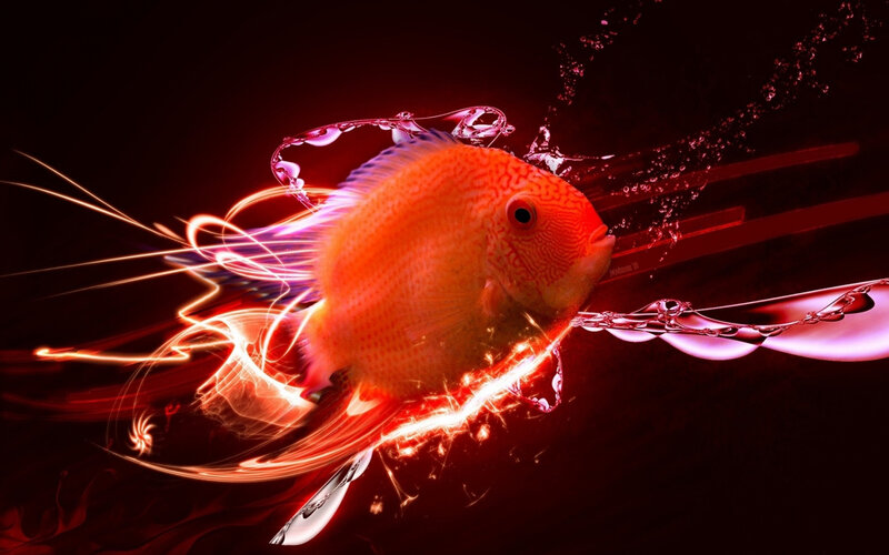 Orange Fish in Motion — Red