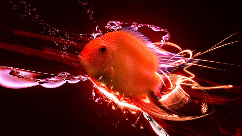 Orange Fish in Water — Red