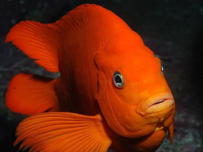 Orange Fish in Water
