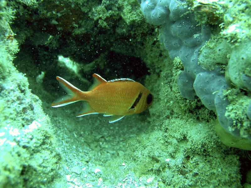 orange fish near coral reef