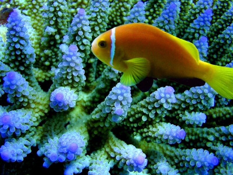Orange Fish Near Coral