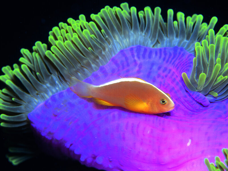 Orange Fish on Anemone