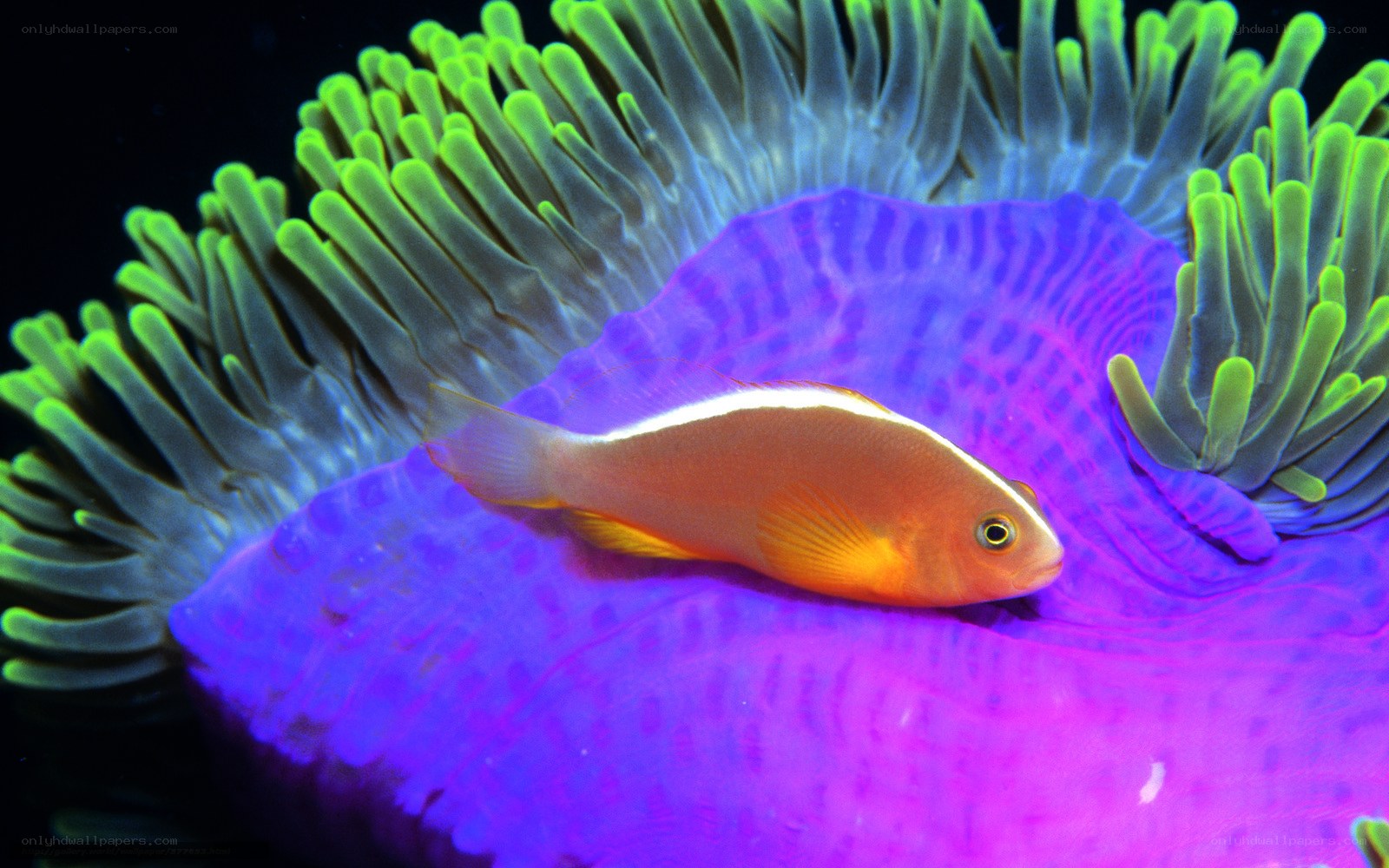 orange fish on purple anemone