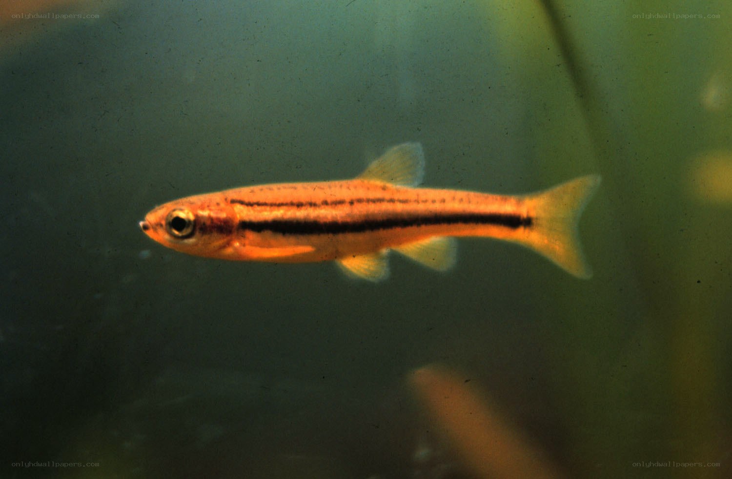 orange fish with black stripe