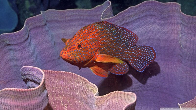 Orange Fish with Blue Spots — Calm