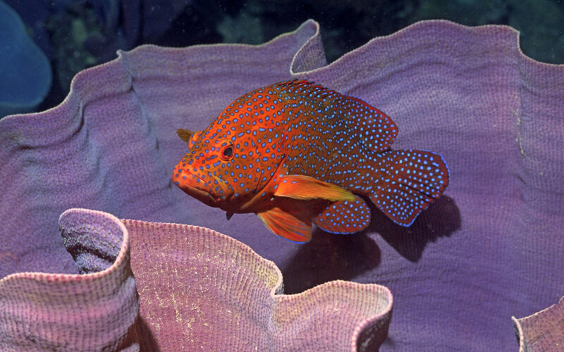 Orange Fish with Blue Spots — Red, Serene
