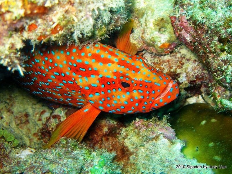 Orange Fish with Blue Spots — Red