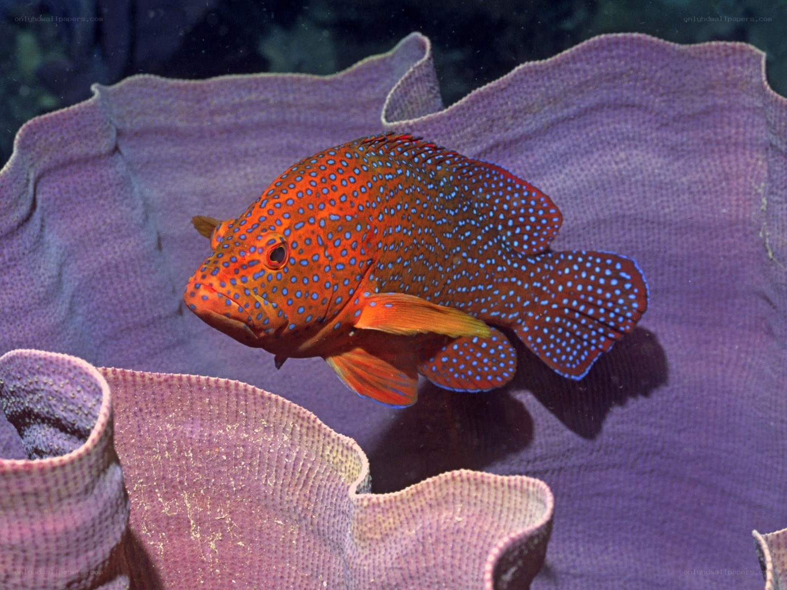 orange fish with blue spots
