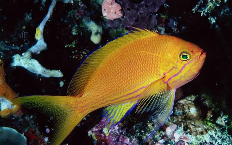 Orange Fish with Green Eyes