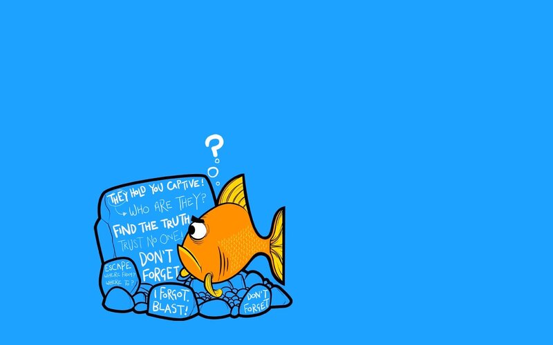 Orange Fish with Rocks