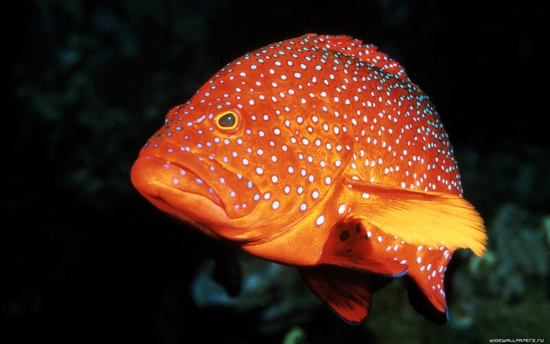 Orange Fish with White Spots — Dramatic
