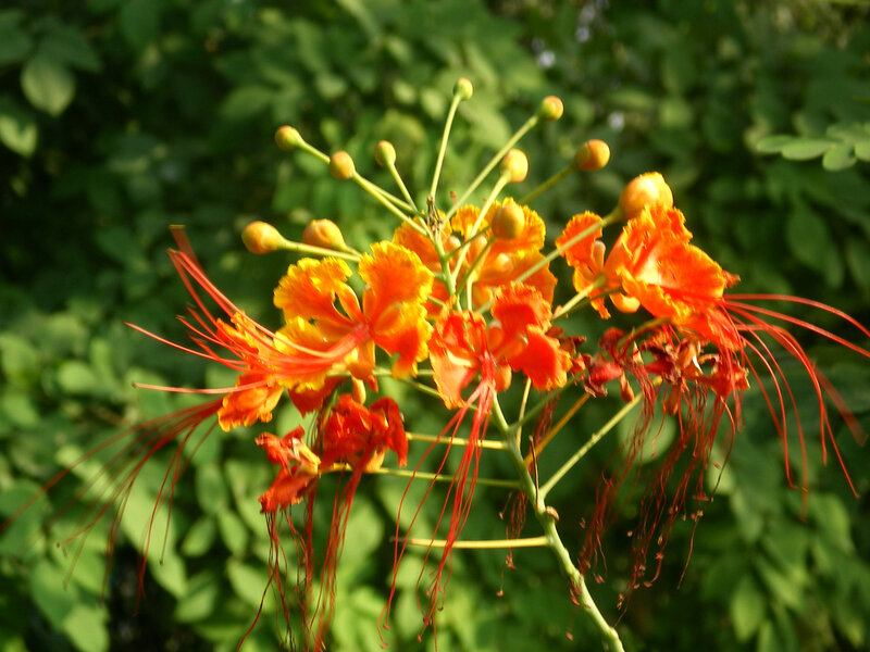 Orange Flame Tree Flowers