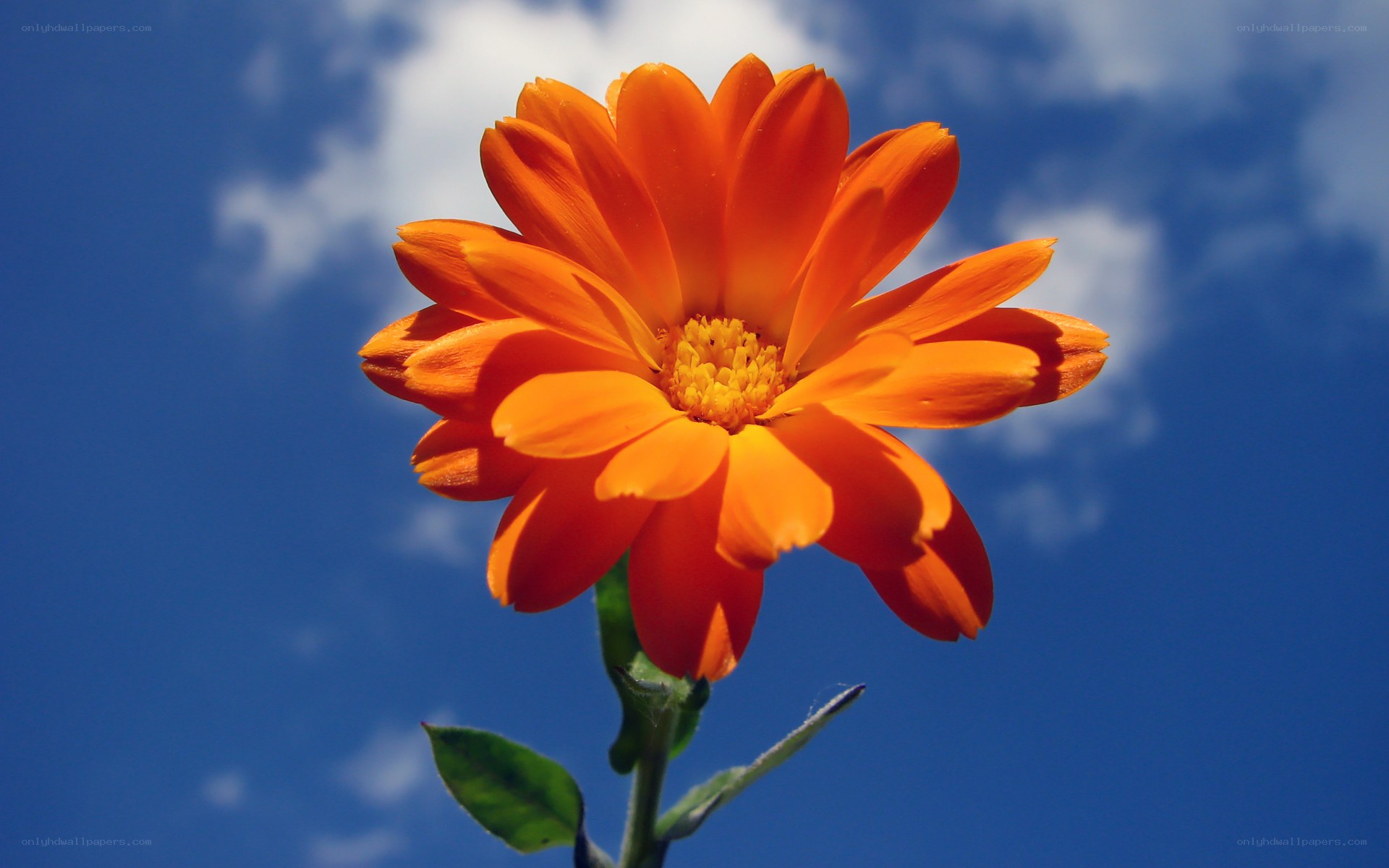 Orange flower against blue sky