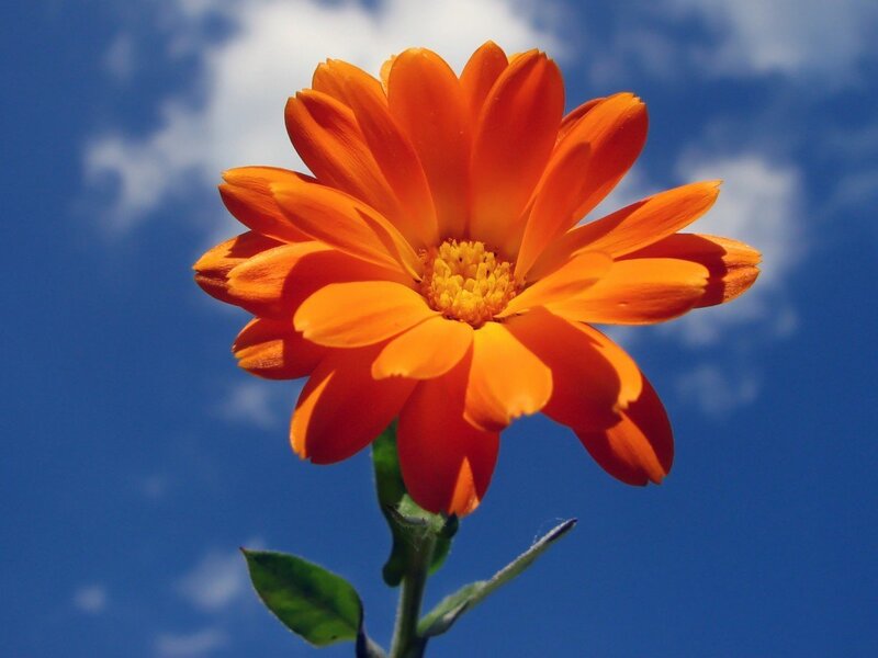 Orange flower against blue sky