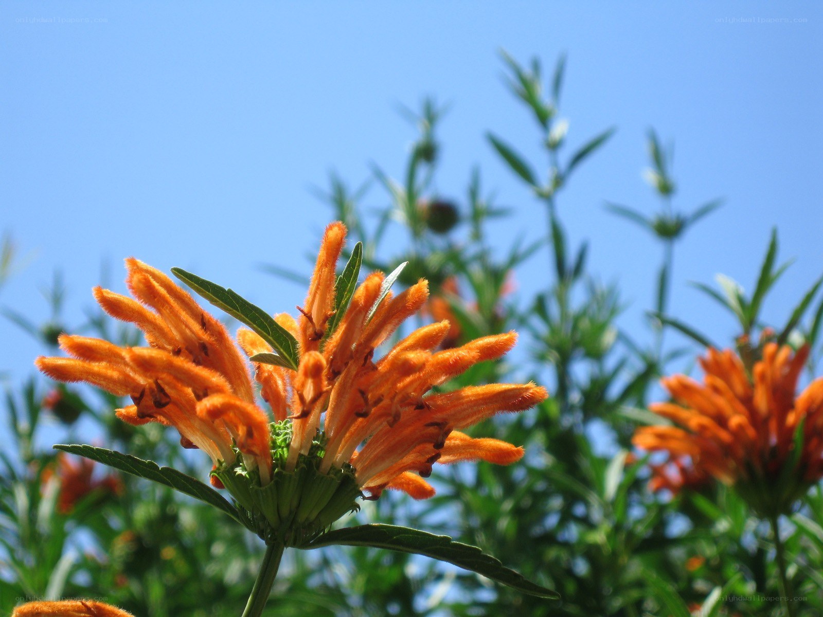 Orange flower against blue sky