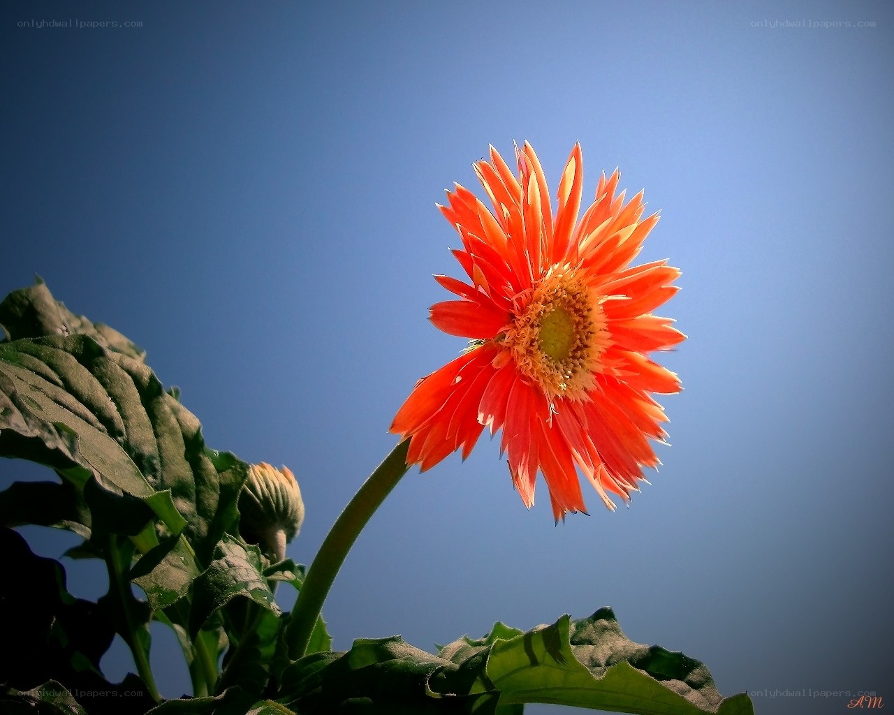 Orange flower against blue sky