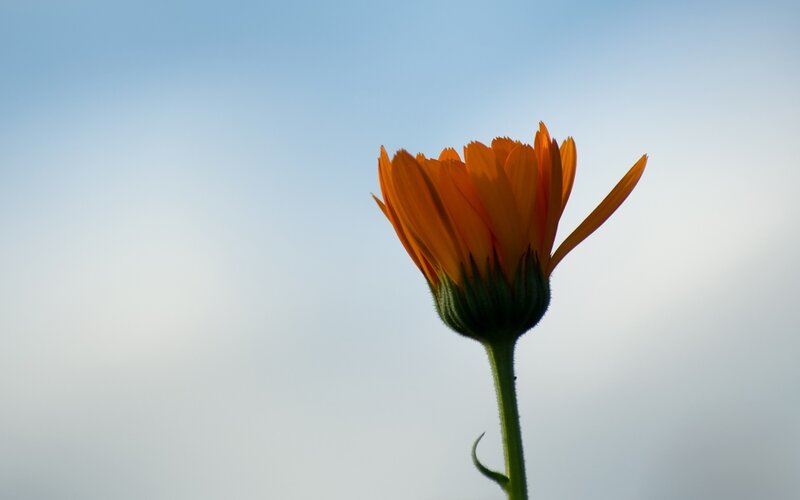 Orange Flower Against Sky — Serene, Afternoon