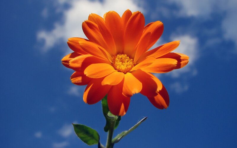 Orange Flower Against Sky — Serene