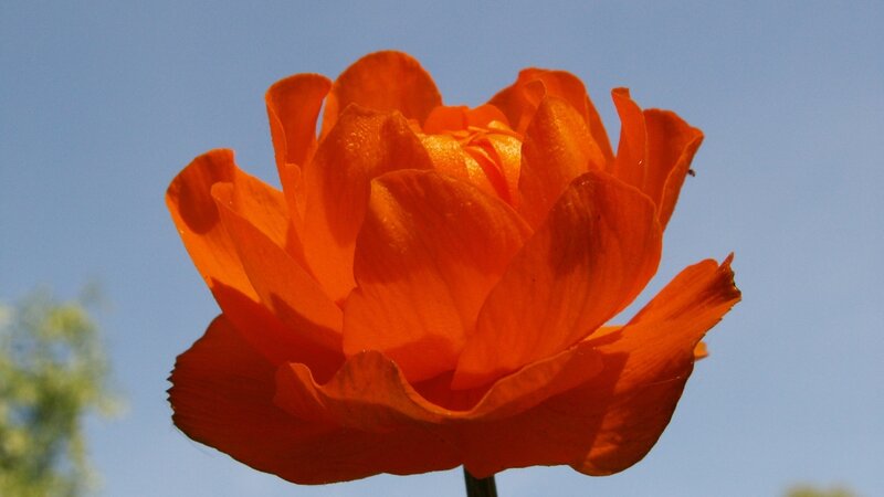 Orange Flower Against Sky
