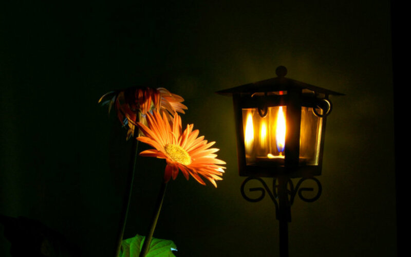 Orange Flower and Lantern