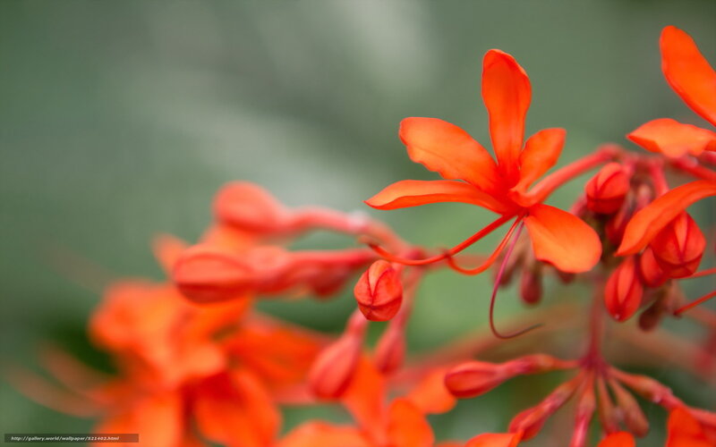 Orange Flower Bloom — Calm, Photograph, Bud