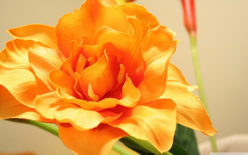 Orange Flower Bloom — Calm, Photograph, Green Stem