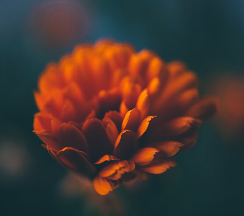 Orange Flower Bloom — Calm, Photograph, Petals, Blurry Background